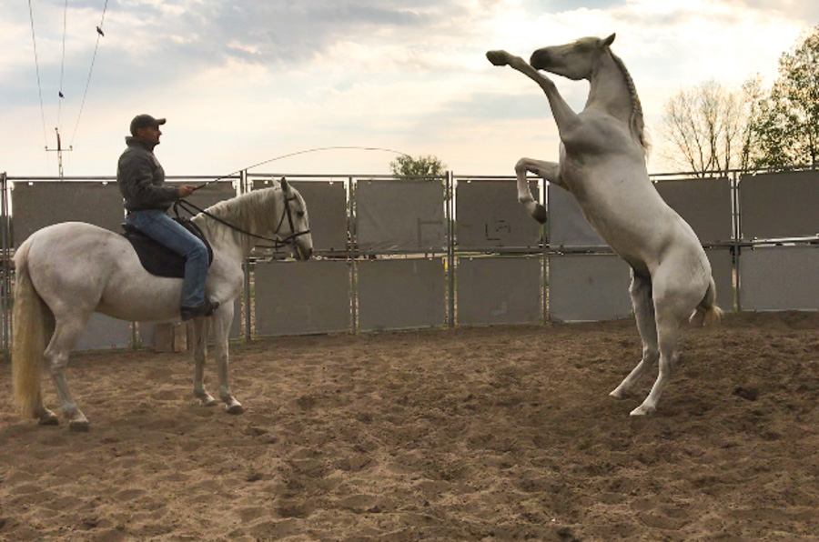 Cody-Rawson-Harris-Horse-Training-04
