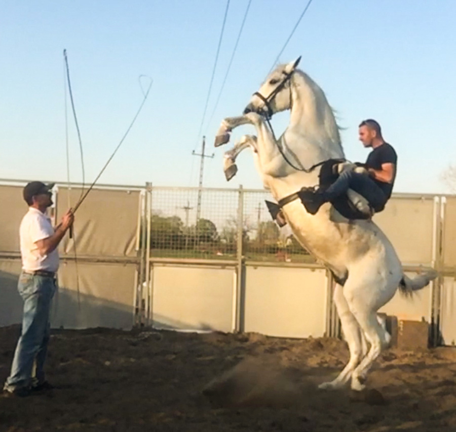 Cody-Rawson-Harris-Horse-Training-10